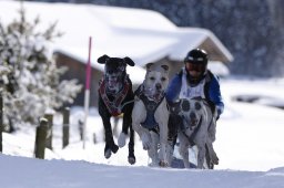 Lenk 2013